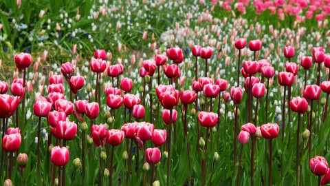 5 jardines secretos en el corazón de  Madrid