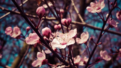 Primavera en Madrid: ¿Tienes planes para salir?