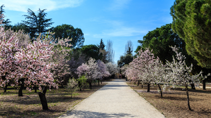 Almendros en la quinta de los molinos