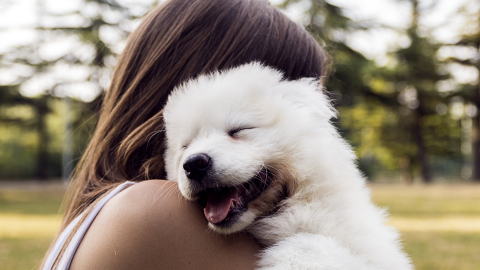 Día Mundial del Perro, ¿cómo celebrarlo con tu mejor amigo peludo?