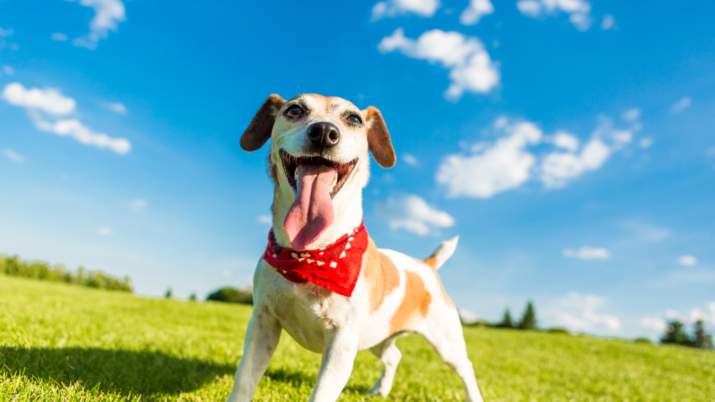 Perro en la naturaleza 