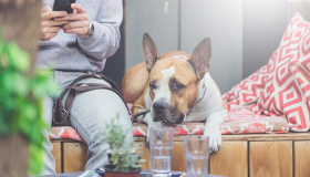 Los mejores restaurantes dogfriendly en Madrid