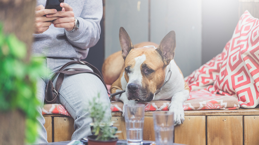 Los mejores restaurantes dogfriendly en Madrid